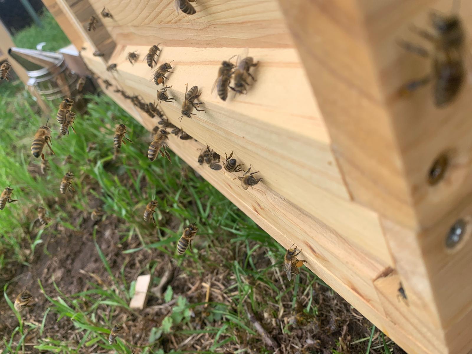 Bienen am Eingang