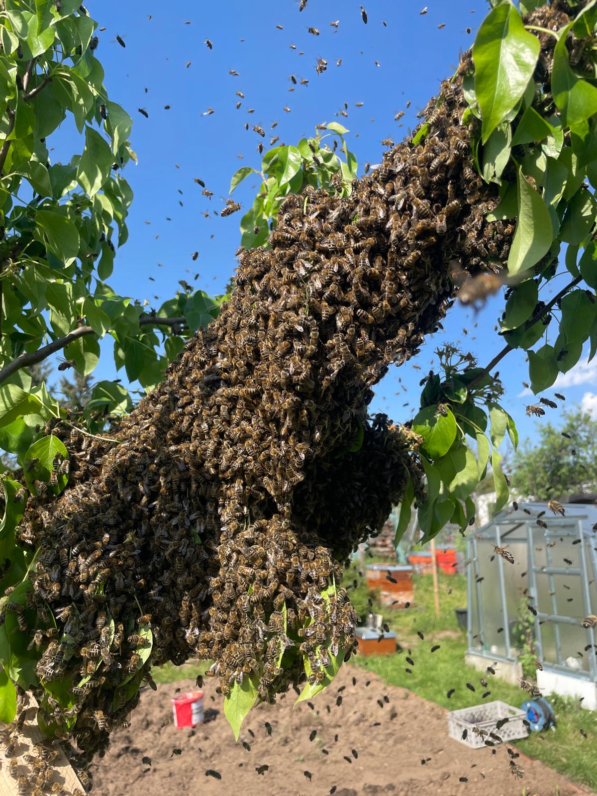 Bienenschwarm 2