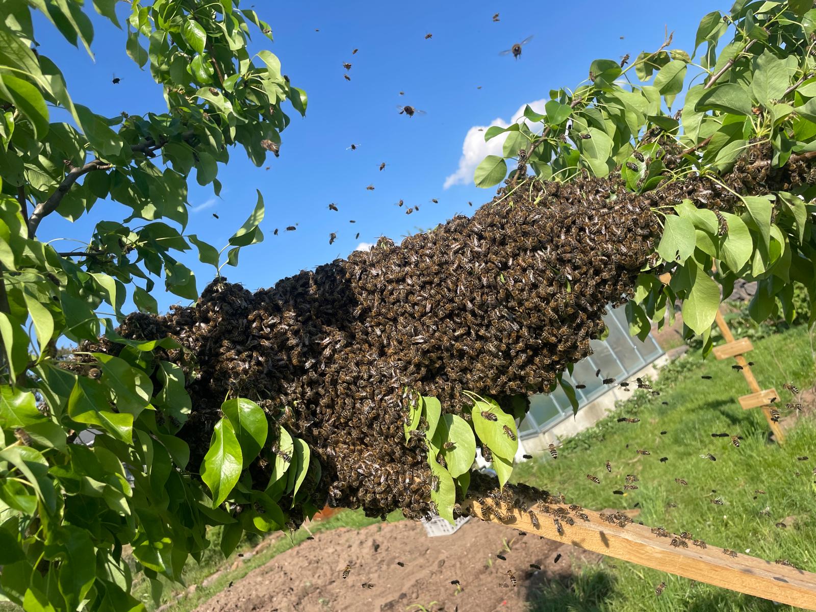 Bienenschwarm 3